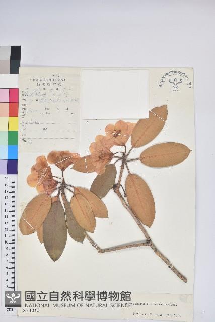 亮葉杜鵑藏品圖，第1張