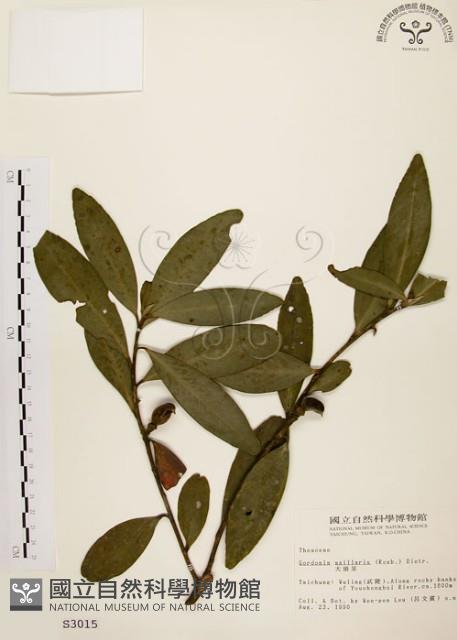 大頭茶藏品圖，第1張