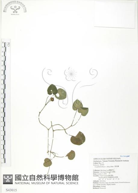 苞花蔓藏品圖，第1張