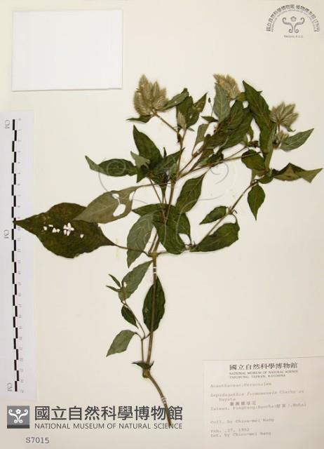 臺灣鱗球花藏品圖，第1張