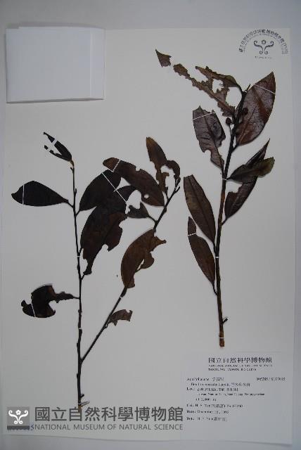 忍冬葉冬青藏品圖，第1張