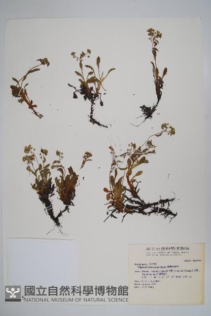 臺灣附地草藏品圖，第1張