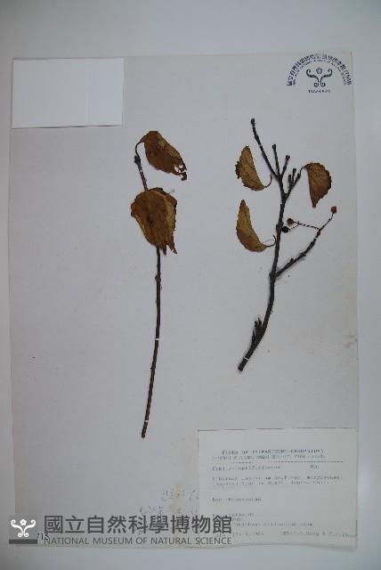 玉山莢迷藏品圖，第1張