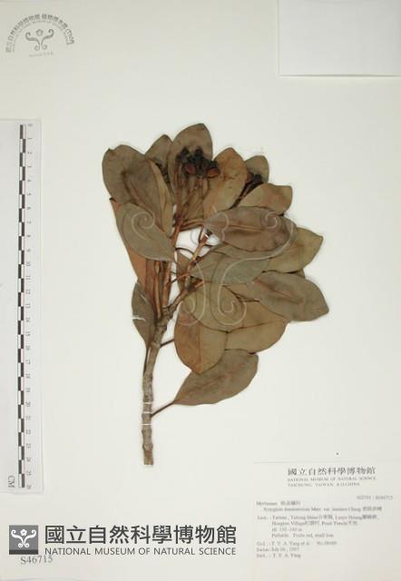 密脈赤楠藏品圖，第1張