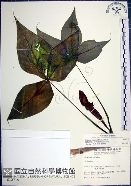 Accession Number:S012715 Collection Image