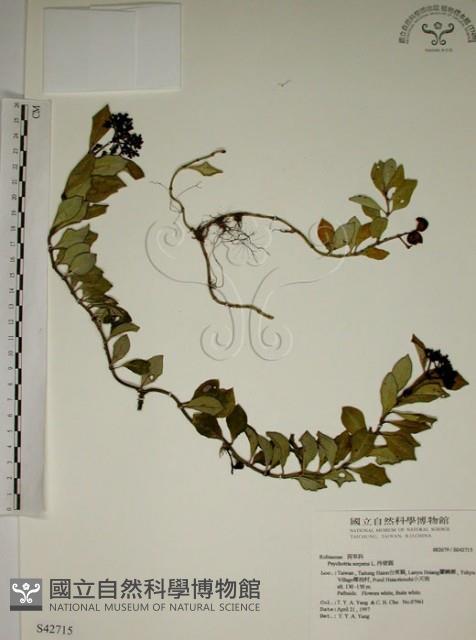 拎壁龍藏品圖，第1張