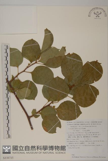 南蛇藤藏品圖，第1張