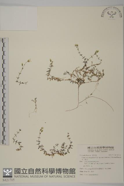 玉山卷耳藏品圖，第1張