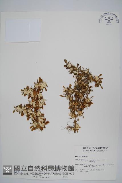 匙葉蓮子草藏品圖，第1張