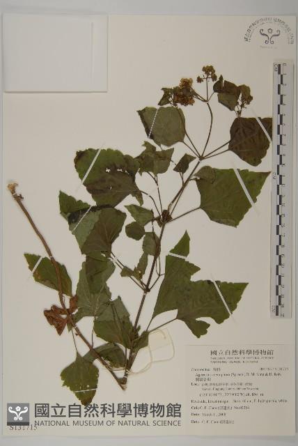 假藿香薊藏品圖，第1張