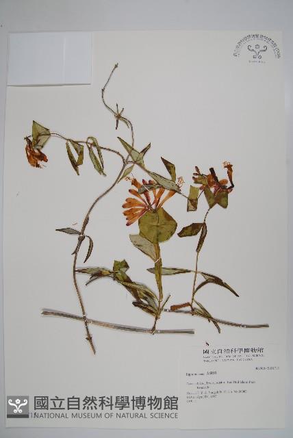 登錄號:S031715藏品圖，第1張