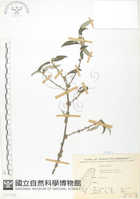 水麻藏品圖，第1張