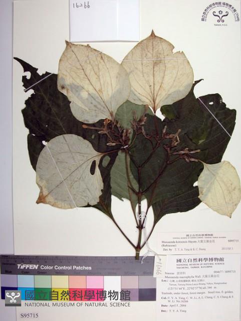 大葉玉葉金花藏品圖，第1張