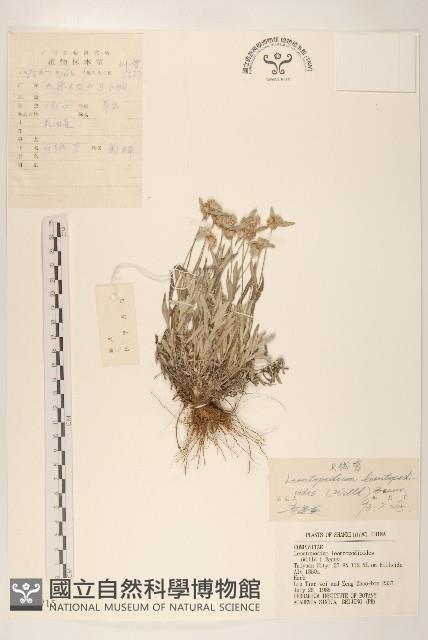 火絨草藏品圖，第1張