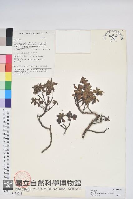 岩生杜鵑花藏品圖，第1張