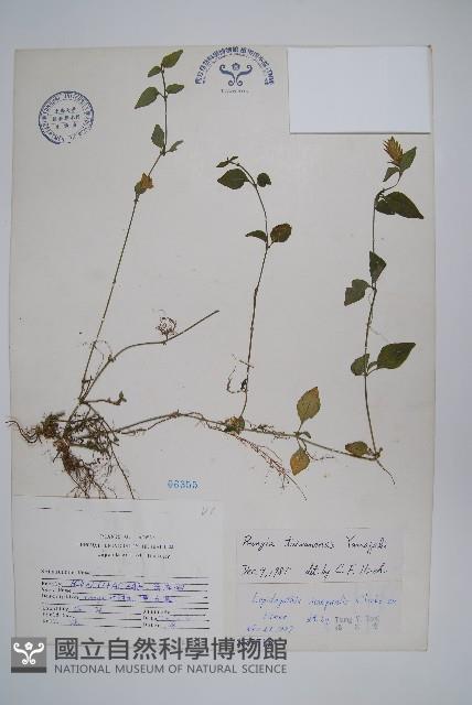 臺灣明萼草藏品圖，第1張