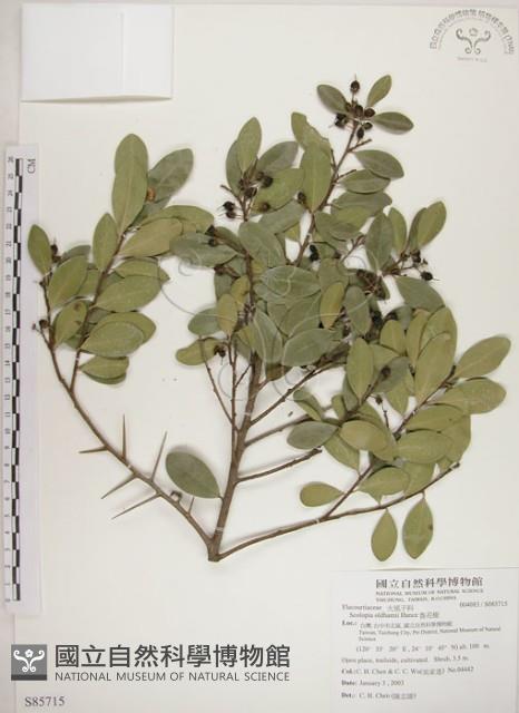 魯花樹藏品圖，第1張