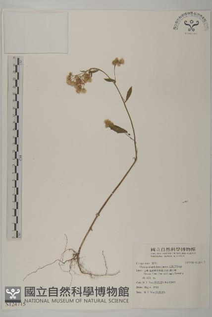 無梗艾納香藏品圖，第1張