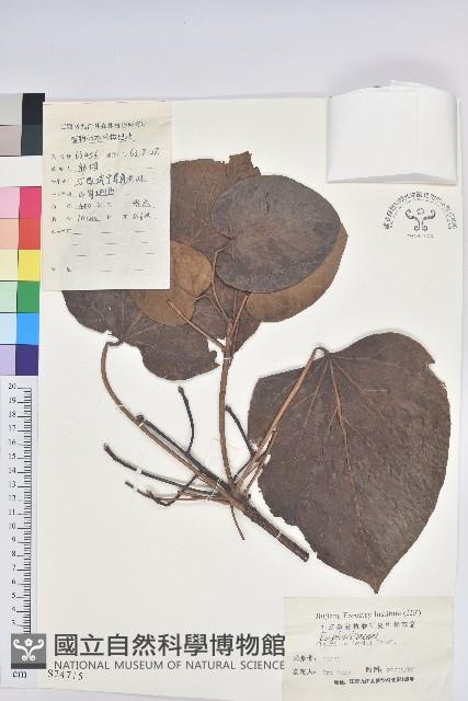 三年桐、光桐藏品圖，第1張