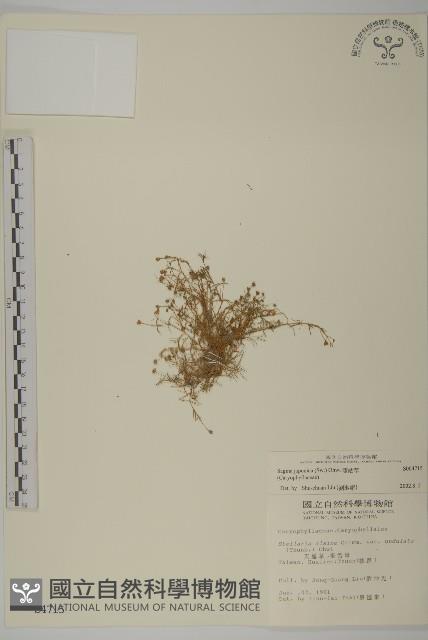 瓜槌草、漆姑草藏品圖，第1張