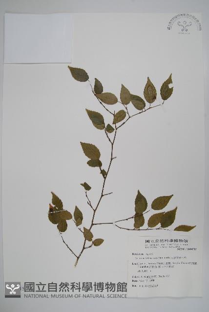 太魯閣千金榆藏品圖，第1張