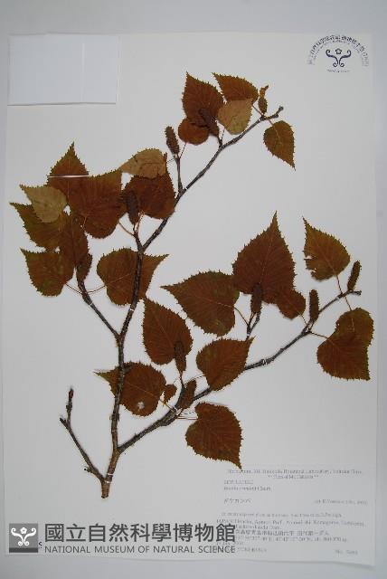 岳樺藏品圖，第1張