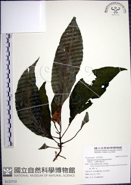 角桐草、台灣半蒴苣苔藏品圖，第1張