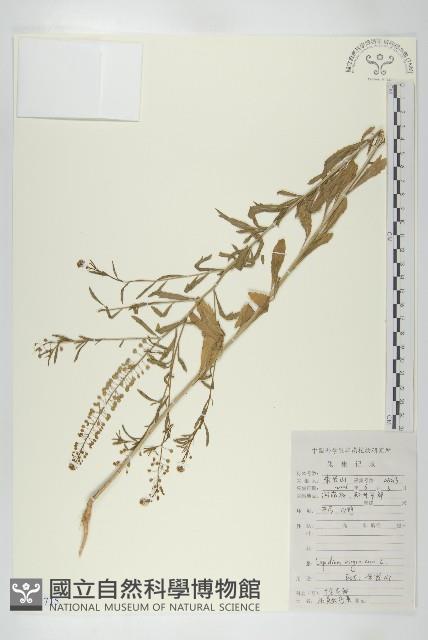 獨行菜藏品圖，第1張