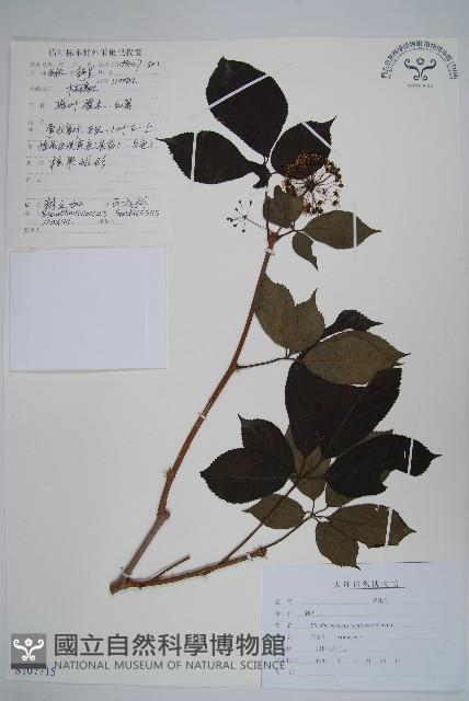 Accession Number:S107715 Collection Image, Figure 1, Total 2 Figures