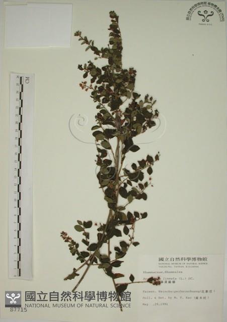 小葉黃鱔藤藏品圖，第1張