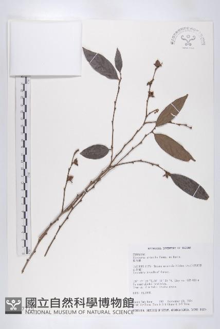 軟毛柿藏品圖，第1張