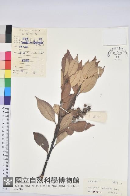 阿里山三斗石櫟、硬斗柯藏品圖，第1張