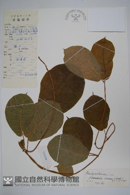 紅肉牛奶菜藏品圖，第1張