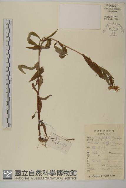 甘川紫菀藏品圖，第1張