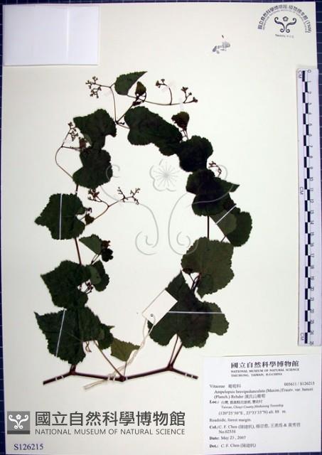 漢氏山葡萄藏品圖，第1張