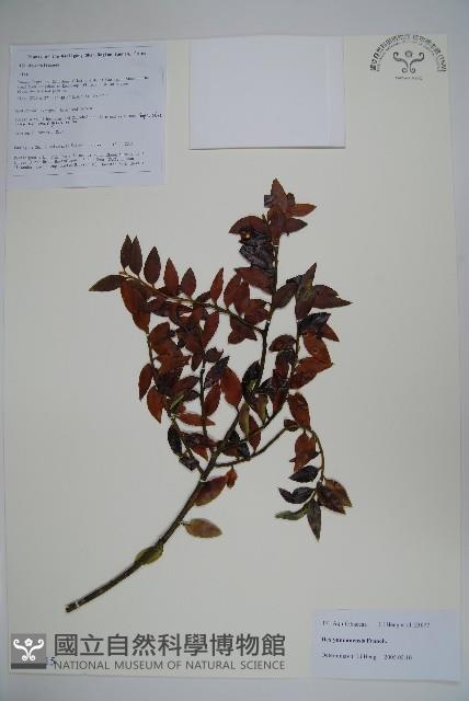 雲南冬青藏品圖，第1張