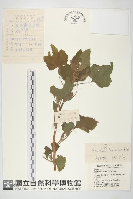 蒼耳藏品圖，第1張