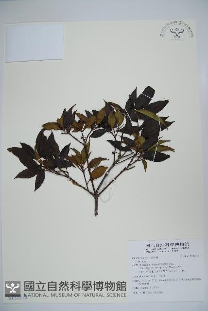 登錄號:S122215藏品圖，第1張