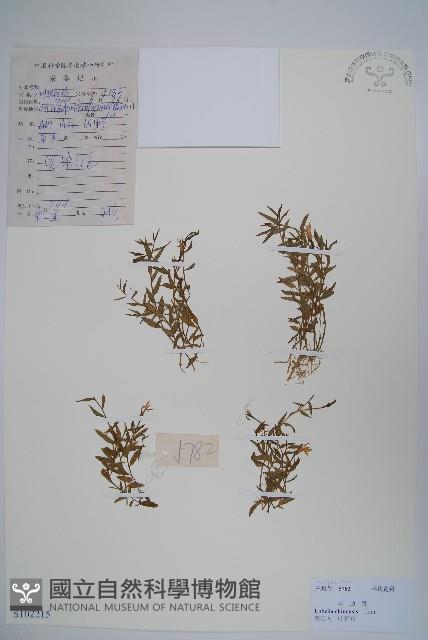 半邊蓮、鐮磨仔草藏品圖，第1張