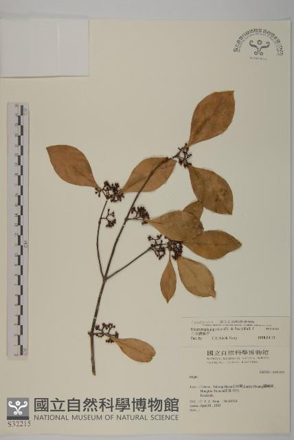 日本賽衛矛、日本假衛矛藏品圖，第1張