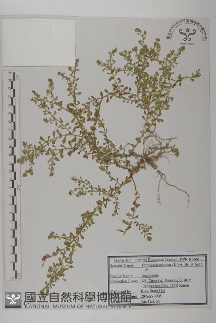 石胡荽、吐金草藏品圖，第1張