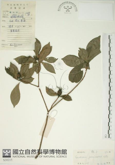 山黃梔藏品圖，第1張