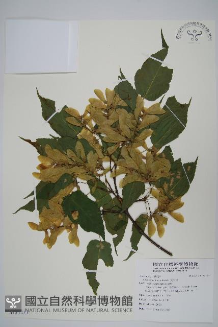 尖葉槭藏品圖，第1張