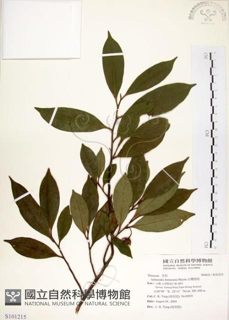 台灣楊桐藏品圖，第1張
