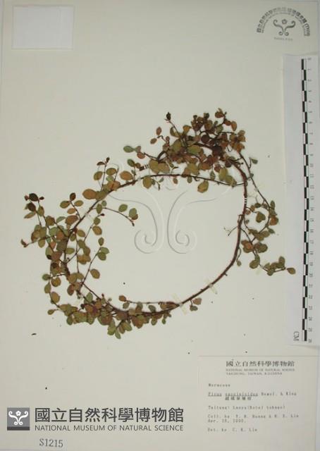 越橘葉蔓榕藏品圖，第1張