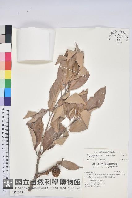 鬼石櫟、儲葉石櫟藏品圖，第1張