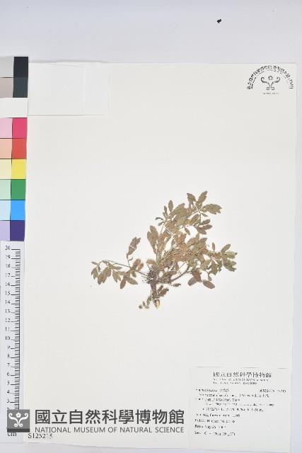 假葉下珠藏品圖，第1張