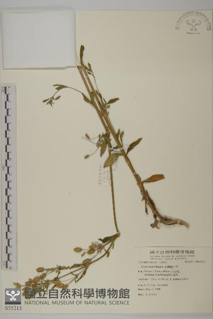 臺灣蠅子草藏品圖，第1張