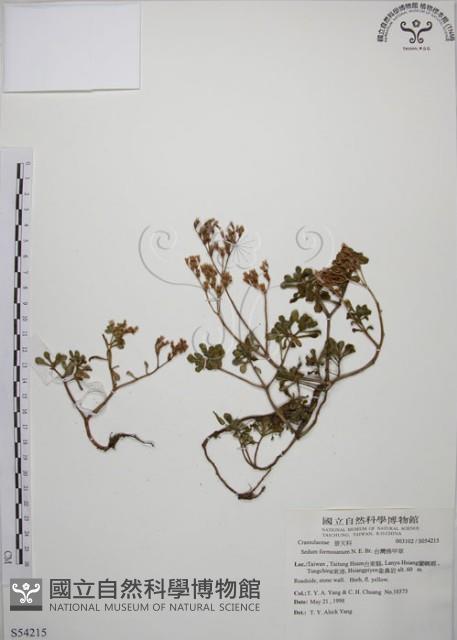 台灣佛甲草、石板菜藏品圖，第1張