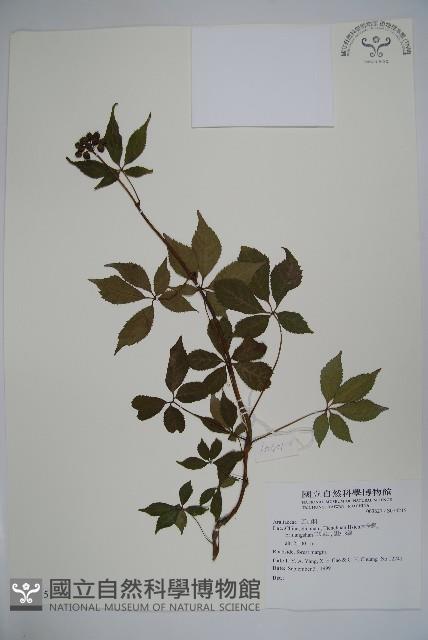 登錄號:S074215藏品圖，第1張